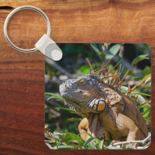 Tropische Reptilien-Wildnis, Leguan Schlüsselanhänger