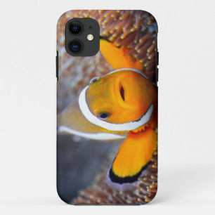 Tropische Rifffische - Clownfish Case-Mate iPhone Hülle