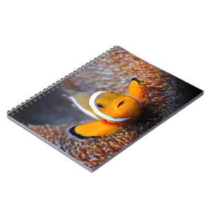 Tropische Rifffische - Clownfish Notizblock