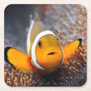 Tropische Rifffische - Clownfish Rechteckiger Pappuntersetzer