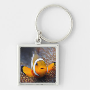 Tropische Rifffische - Clownfish Schlüsselanhänger