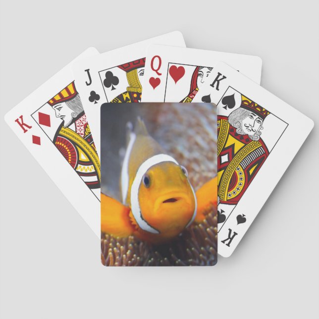 Tropische Rifffische - Clownfish Spielkarten (Rückseite)