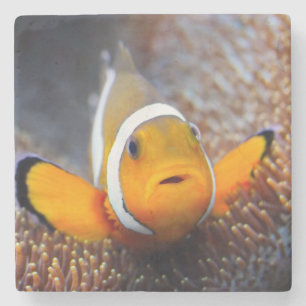 Tropische Rifffische - Clownfish Steinuntersetzer
