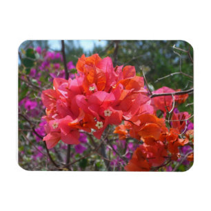 Tropische rosa Bougainvillea Inselblumen Magnet
