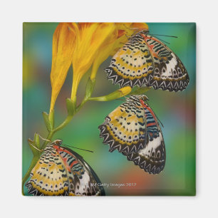 Tropische Schmetterlinge LeopardLacewing (Cethosia Magnet