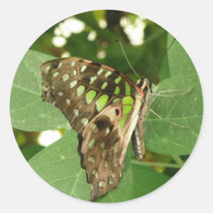 Tropische Schmetterlingskleber Runder Aufkleber