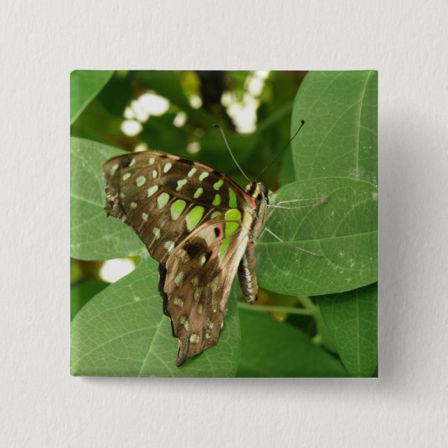 Tropische Schmetterlingstaste Button (Vorderseite)