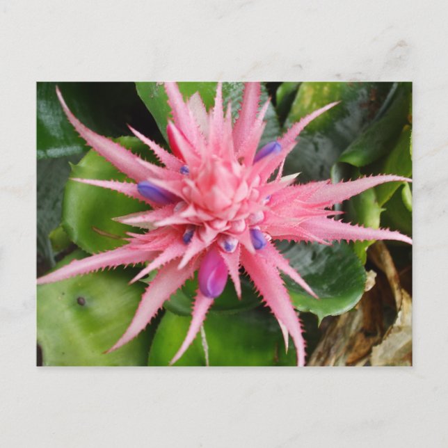 Tropische Schönheits-Postkarte Postkarte (Vorderseite)