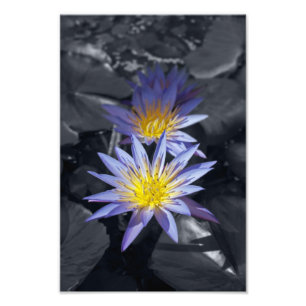 Tropische Seerosen Florale Botanische Gestaltung Fotodruck