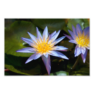 Tropische Seerosen Florale Botanische Gestaltung Fotodruck