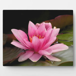 Tropische Seerosen Florale Botanische Gestaltung Fotoplatte