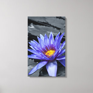 Tropische Seerosen Florale Botanische Gestaltung Leinwanddruck