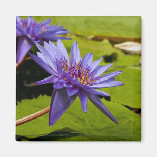 Tropische Seerosen Florale Botanische Gestaltung Magnet