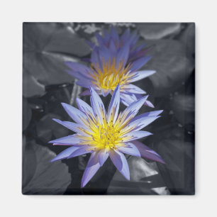 Tropische Seerosen Florale Botanische Gestaltung Magnet