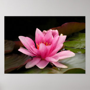 Tropische Seerosen Florale Botanische Gestaltung Poster