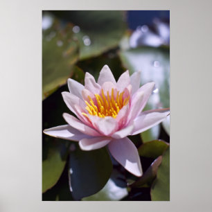 Tropische Seerosen Florale Botanische Gestaltung Poster