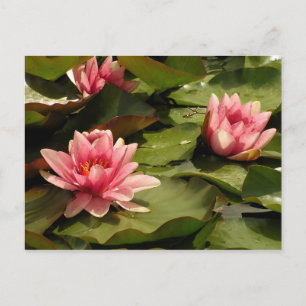 Tropische Seerosen Florale Botanische Gestaltung Postkarte