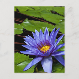 Tropische Seerosen Florale Botanische Gestaltung Postkarte
