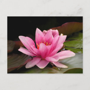 Tropische Seerosen Florale Botanische Gestaltung Postkarte