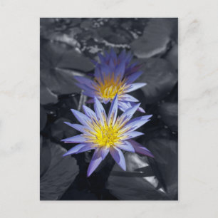 Tropische Seerosen Florale Botanische Gestaltung Postkarte
