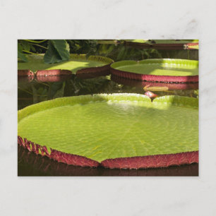 Tropische Seerosen Florale Botanische Gestaltung Postkarte