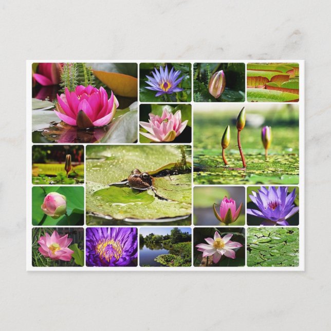 Tropische Seerosen Foto Collage Nature Blüte Postkarte (Vorderseite)