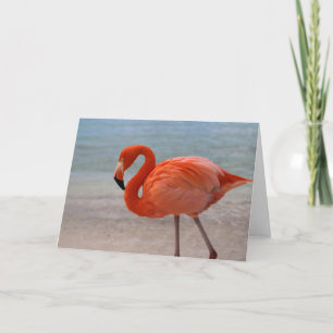 Tropische Strände   Caribbean Flamingo, Aruba Karte