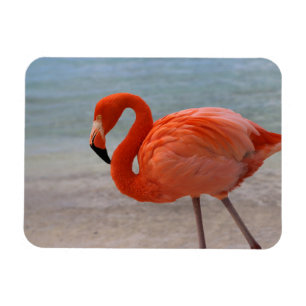 Tropische Strände Caribbean Flamingo, Aruba Magnet