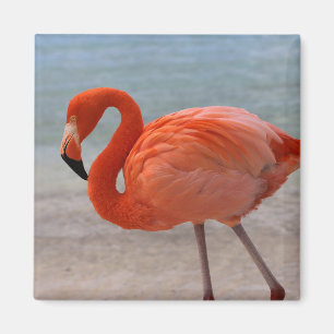 Tropische Strände Caribbean Flamingo, Aruba Magnet