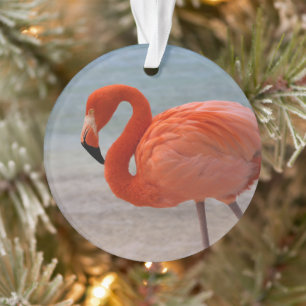 Tropische Strände Caribbean Flamingo, Aruba Ornament