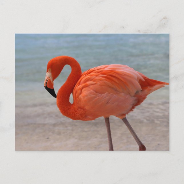 Tropische Strände | Caribbean Flamingo, Aruba Postkarte (Vorderseite)