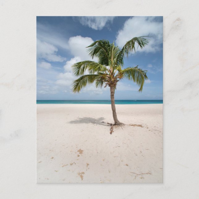 Tropische Strände | Eagle Beach, Aruba Postkarte (Vorderseite)