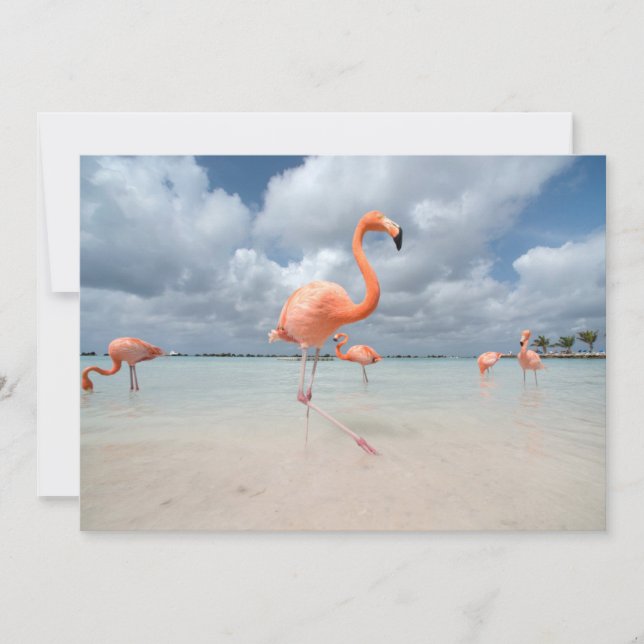 Tropische Strände | Flamingos Beach, Aruba Dankeskarte (Vorderseite)