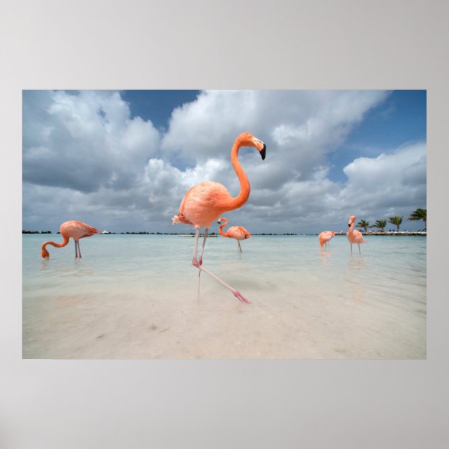 Tropische Strände | Flamingos Beach, Aruba Poster (Vorne)