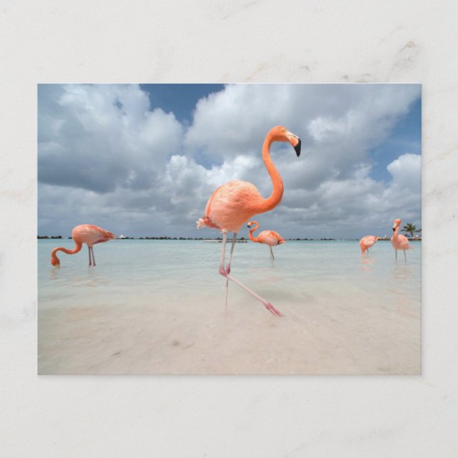 Tropische Strände | Flamingos Beach, Aruba Postkarte (Vorderseite)