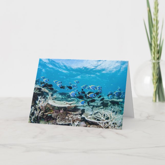 Tropische Strände | Sturgeon Karte (Vorderseite)