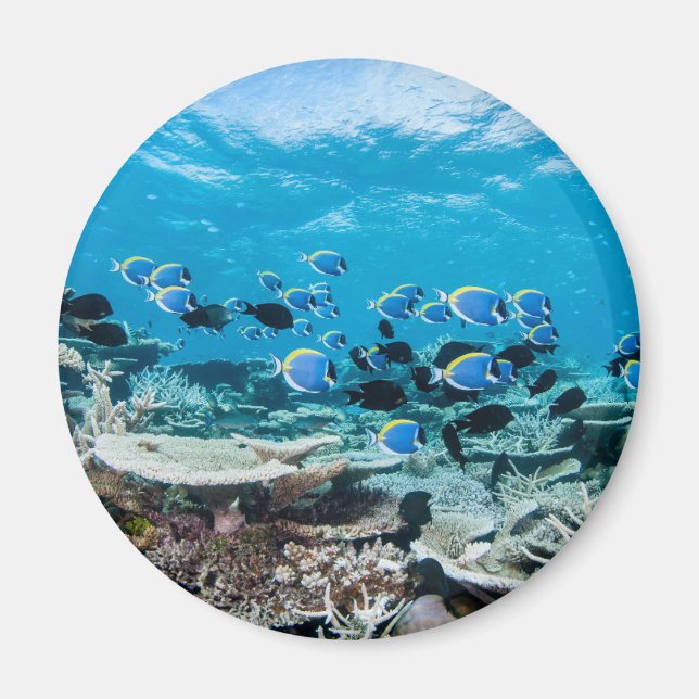 Tropische Strände | Sturgeon Magnet (Vorne)