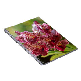 Tropische Vanda-Orchideen-Gruppe Notizblock