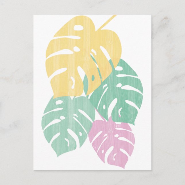 Tropische Vegetation - Monstera Blätter Postkarte (Vorderseite)