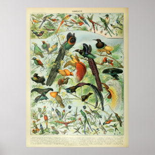 Tropische Vögel Antiquitätendiagramm Vintag Poster