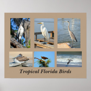 Tropische Vögel in Florida Poster