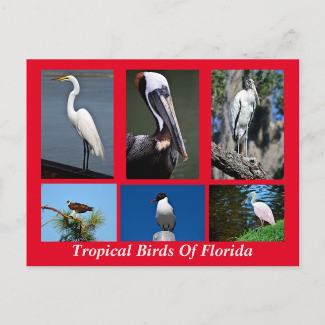 Tropische Vögel in Florida Postkarte (Vorderseite)