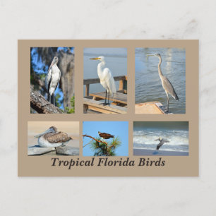 Tropische Vögel in Florida Postkarte