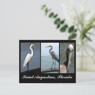 Tropische Vögel Urlaub Postkarte