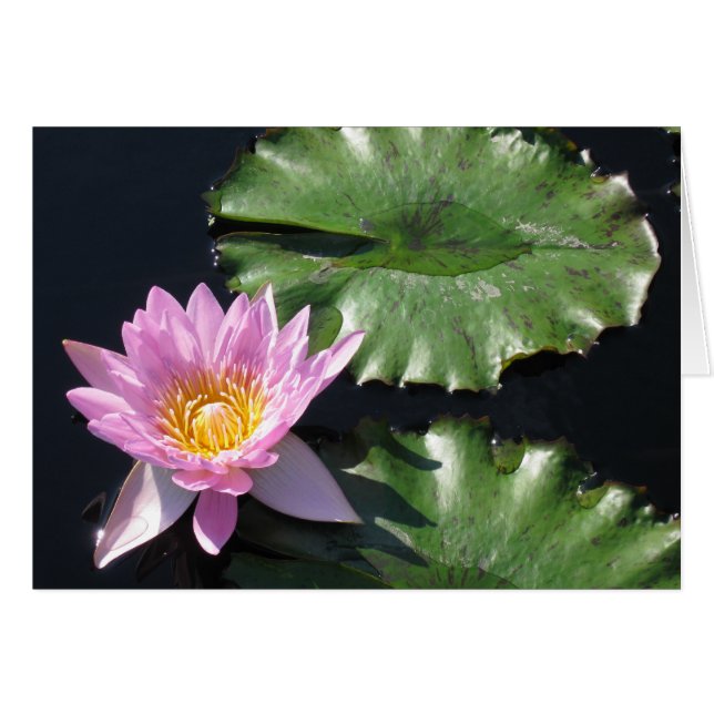 Tropische Wasser-Lilien-Karte (Vorderseite (Horizontal))