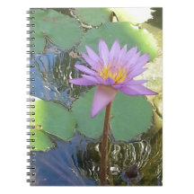 Tropische Wasserlilie Blume