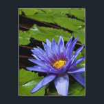 Tropische Wasserlilie Postkarte<br><div class="desc">Tropische Wasserlilie Nymphaea Direktor George T Moore</div>