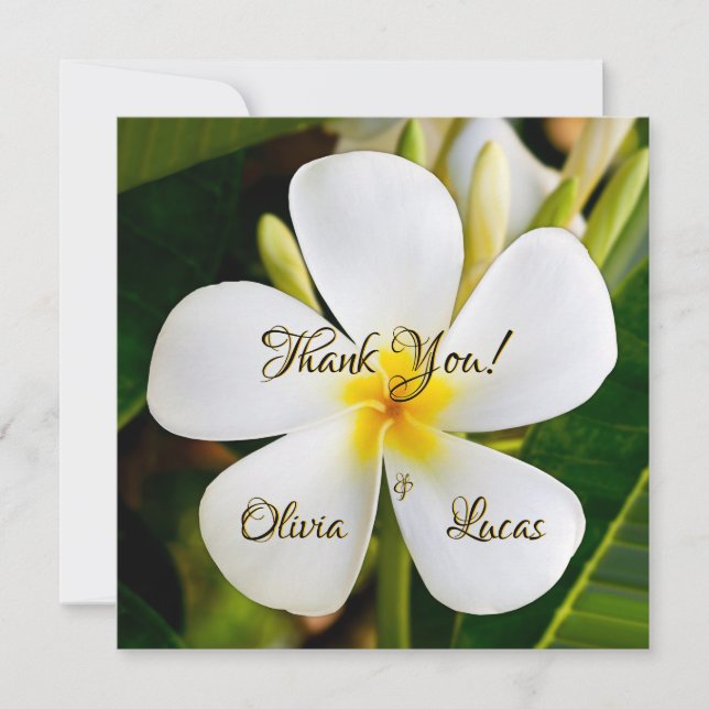Tropische weiße Plumeria - Neuanfang - Hochzeit (Vorderseite)