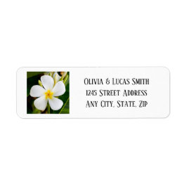 Tropische weiße Plumeria - Neuanfang - Hochzeit