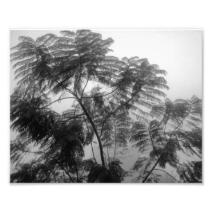 Tropischer Baum Schwarz und Weiß im Nebel Fotodruck
